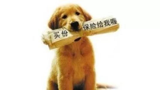 寵物保險怎么挑選？有寵物的你確定不了解一下？