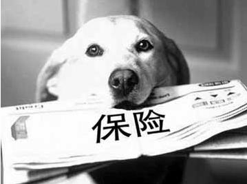 寵物保險怎么挑選？有寵物的你確定不了解一下？